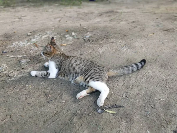 Yerli Açık Hava Kedileri Yerde Dinleniyor — Stok fotoğraf