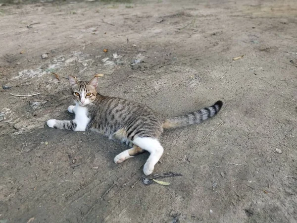 Hauskatzen Ruhen Sich Auf Dem Boden Aus — Stockfoto