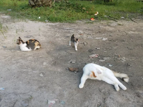 Hauskatzen Ruhen Sich Auf Dem Boden Aus — Stockfoto