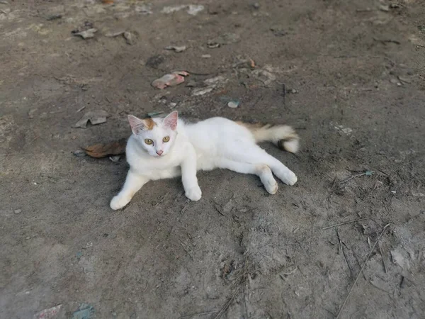 Yerli Açık Hava Kedileri Yerde Dinleniyor — Stok fotoğraf