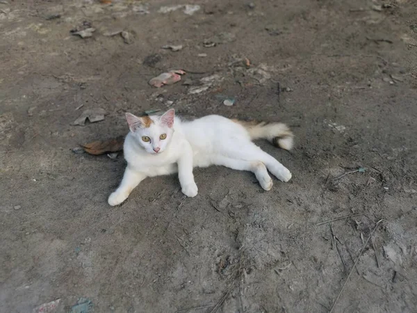 Chats Domestiques Plein Air Reposant Sur Sol — Photo