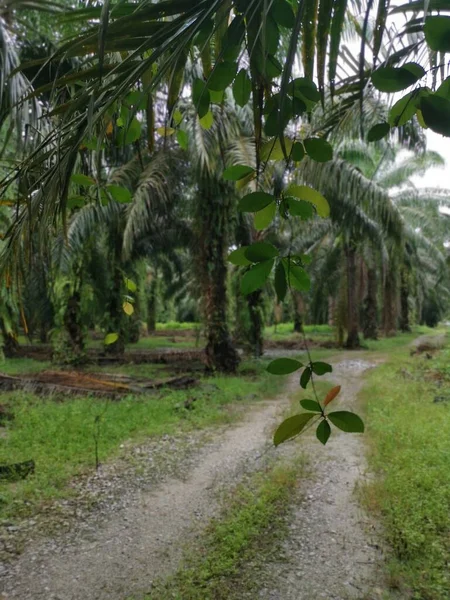 Neznámé Popínavé Rostliny Visící Palmových Větví — Stock fotografie