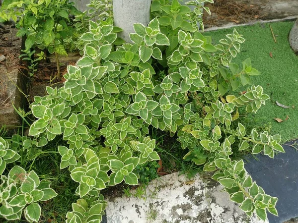 Cuban Oregano Variegated Plectranthus Amboinicus Plant — Stock Photo, Image