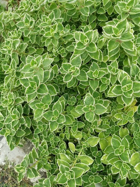 Cuban Oregano Variegated Plectranthus Amboinicus Plant — Stock Photo, Image