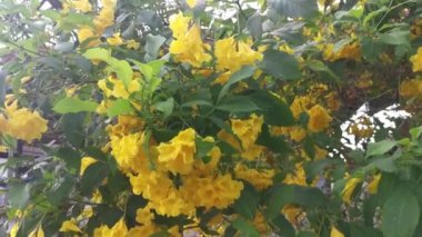 Güzel sarı tekoma çiçek ağacını kaplıyor. 