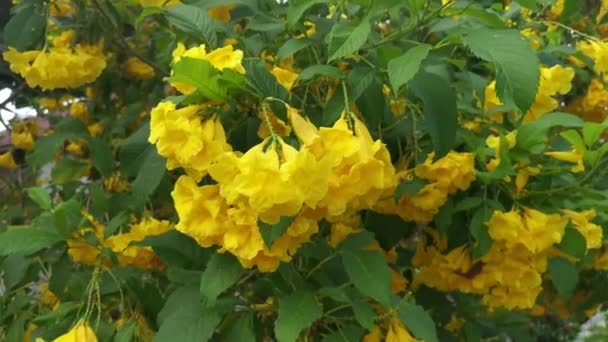 Bello Giallo Tecoma Stans Albero Dei Fiori — Video Stock