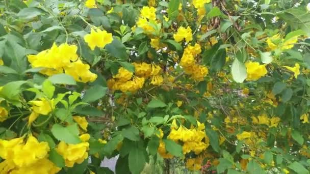 Bello Giallo Tecoma Stans Albero Dei Fiori — Video Stock