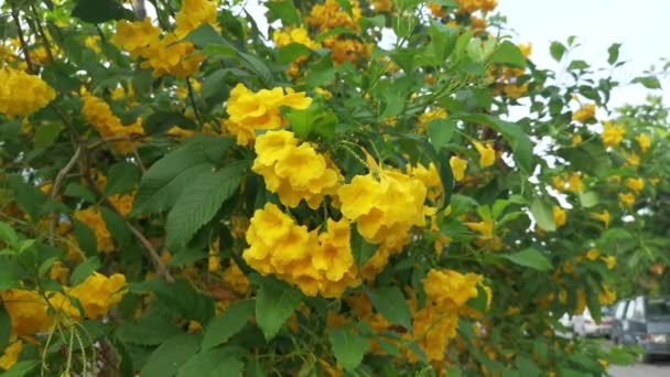 Bello Giallo Tecoma Stans Albero Dei Fiori — Video Stock