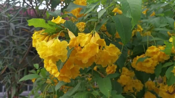 Güzel Sarı Tekoma Çiçek Ağacını Kaplıyor — Stok video