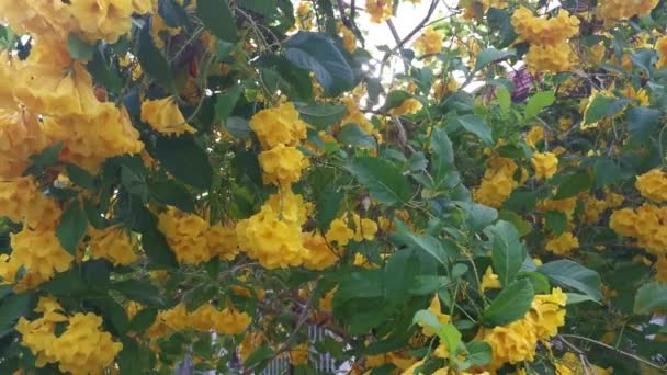 Krásná Žlutá Tekoma Stans Květina Strom — Stock video