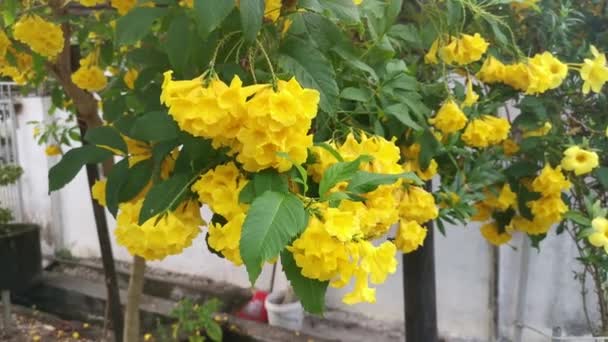 Hermoso Árbol Flores Amarillo Tecoma Stans — Vídeos de Stock