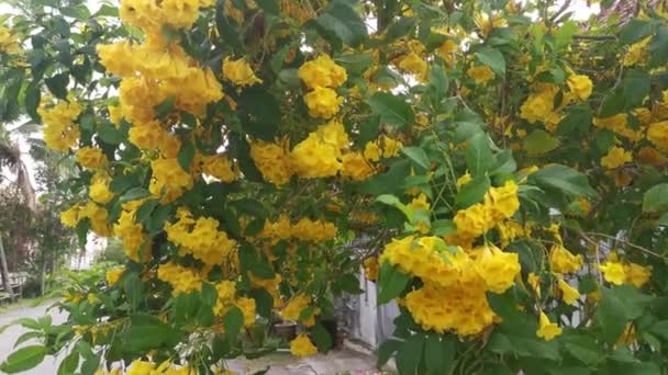 Gyönyörű Sárga Tecoma Stans Virág — Stock videók