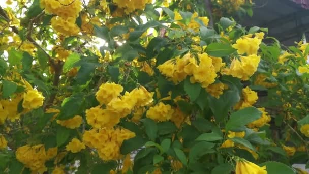 Красивая Желтая Текома Stans Цветок Дерево — стоковое видео