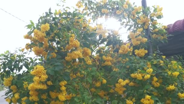 Güzel Sarı Tekoma Çiçek Ağacını Kaplıyor — Stok video