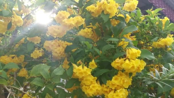Όμορφη Κίτρινη Tecoma Stans Λουλούδι Δέντρο — Αρχείο Βίντεο