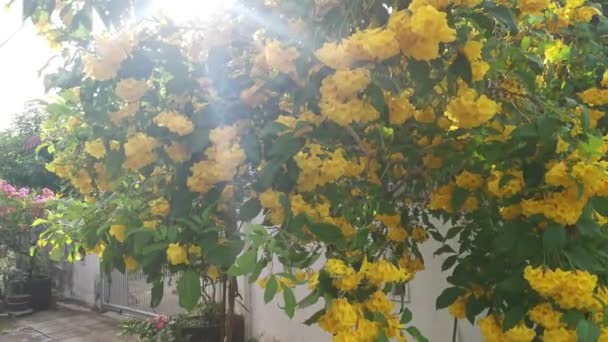 Piękny Żółty Tecoma Stans Kwiat Drzewo — Wideo stockowe