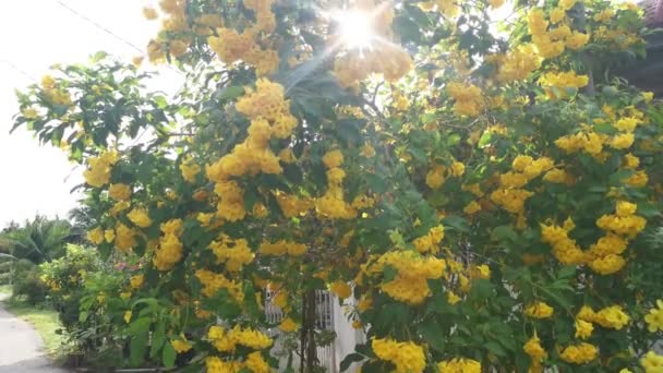 Красива Жовта Текома Стоїть Квітковому Дереві — стокове відео