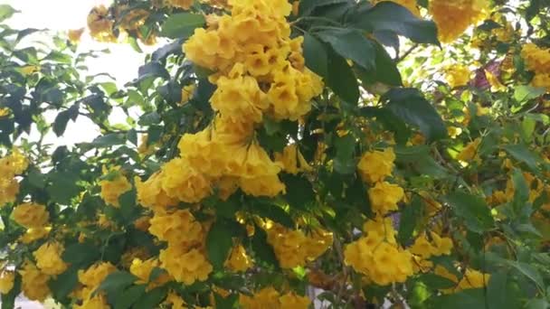 Bello Giallo Tecoma Stans Albero Dei Fiori — Video Stock