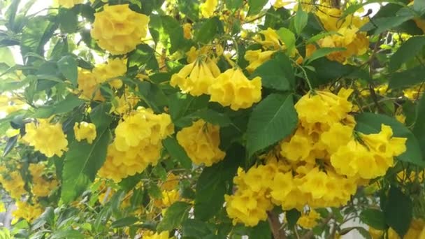Krásná Žlutá Tekoma Stans Květina Strom — Stock video