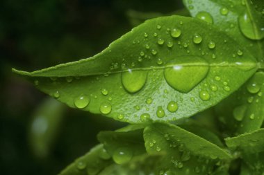 Yeşil yaprakların üzerinde çok fazla su damlası var.