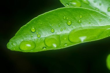 Yeşil yaprakların üzerinde çok fazla su damlası var.