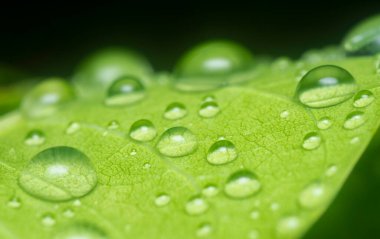 Yeşil yaprakların üzerinde çok fazla su damlası var.