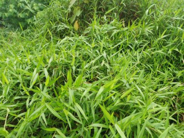 Vahşi yeşil çalı sirokoksi çimenleri patentliyor