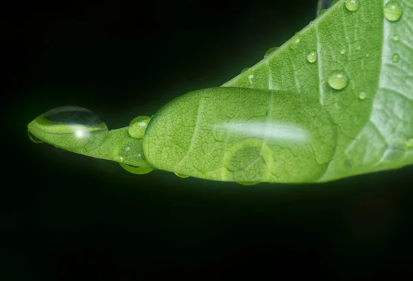 Many Waterdrops Surface Green Leaves — Stock Photo, Image