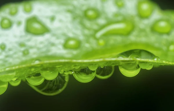 Nombreuses Gouttes Eau Surface Des Feuilles Vertes — Photo