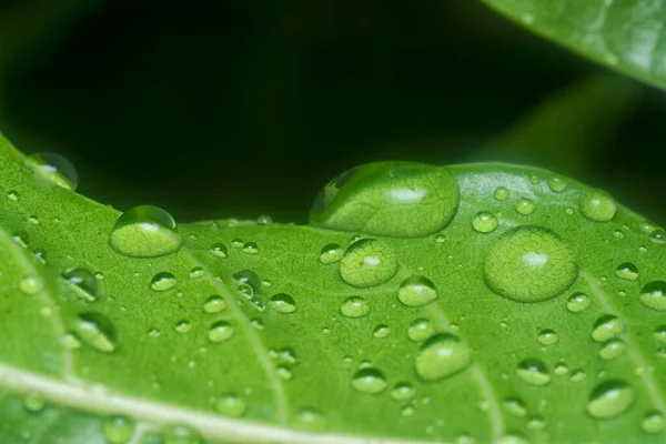 Mnoho Kapek Vody Povrchu Zelených Listů — Stock fotografie