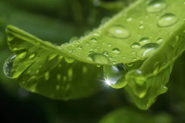 Muchas Gotas Agua Superficie Las Hojas Verdes —  Fotos de Stock