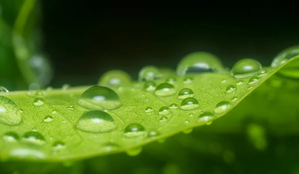 Många Vattendroppar Ytan Gröna Blad — Stockfoto