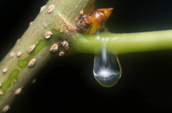 Mnoho Kapek Vody Povrchu Zelených Listů — Stock fotografie