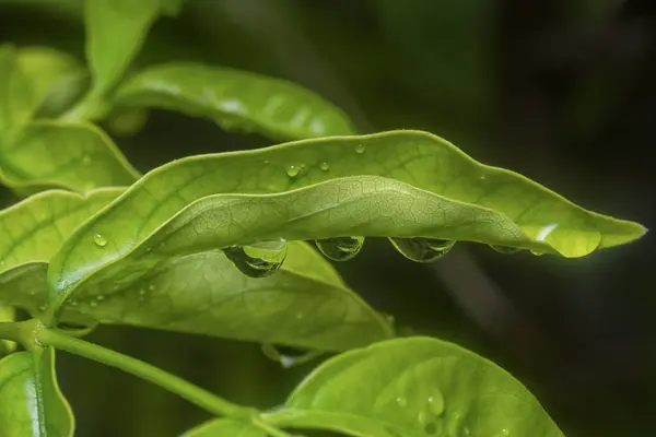 Nombreuses Gouttes Eau Surface Des Feuilles Vertes — Photo