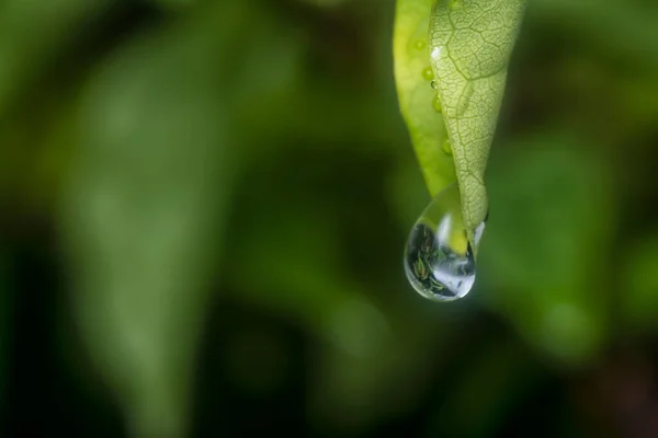 Muitas Gotas Água Superfície Das Folhas Verdes — Fotografia de Stock