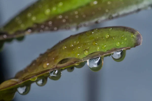 Muchas Gotas Agua Superficie Las Hojas Verdes —  Fotos de Stock