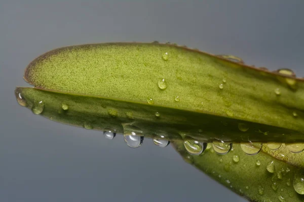 Viele Wassertropfen Auf Der Oberfläche Grüner Blätter — Stockfoto