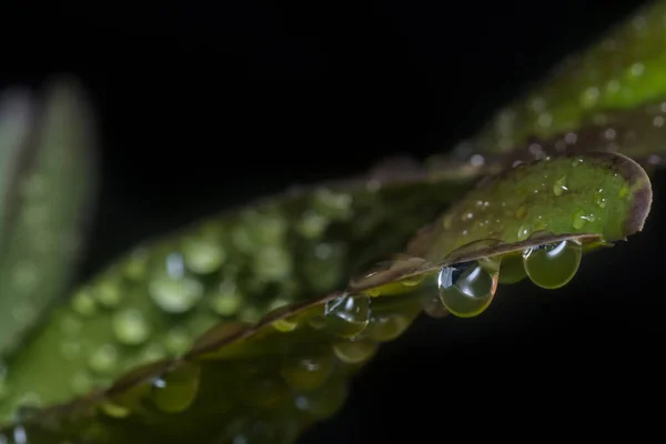 Viele Wassertropfen Auf Der Oberfläche Grüner Blätter — Stockfoto