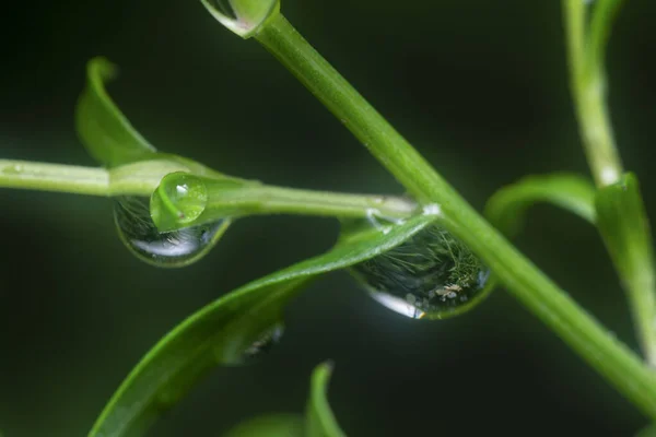 Viele Wassertropfen Auf Der Oberfläche Grüner Blätter — Stockfoto