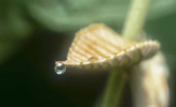 Many Waterdrops Surface Green Leaves — Stock Photo, Image