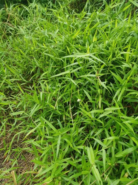 Selvagem Verde Arbusto Cyrtococcum Patens Grama — Fotografia de Stock