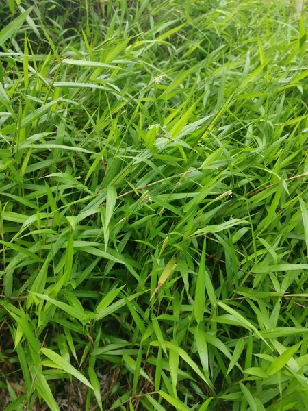 Dziki Zielony Krzak Cyrtococcum Patens Trawa — Zdjęcie stockowe