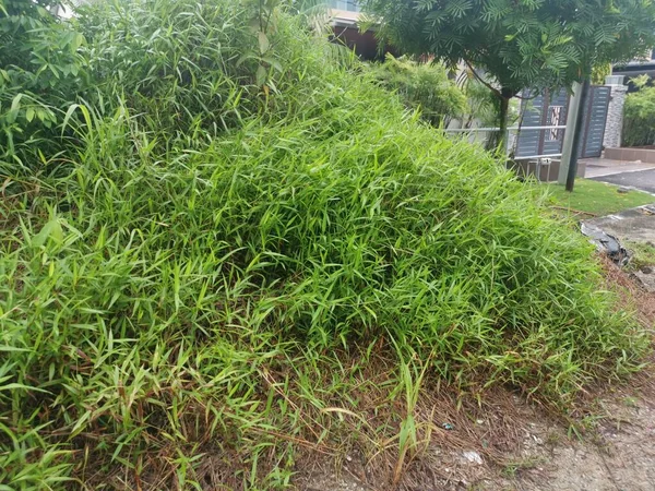 Wild Green Bushy Cyrtococcum Patens Grass — Stock Photo, Image