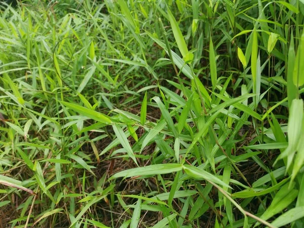 Wild Green Bushy Cyrtococcum Patens Grass — Stock Photo, Image