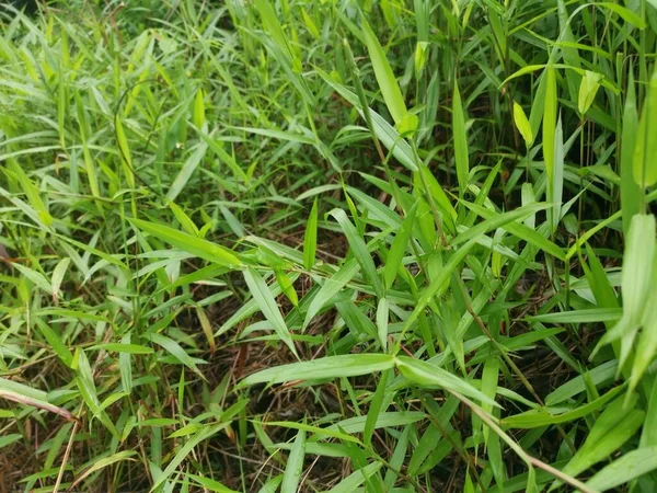 Selvagem Verde Arbusto Cyrtococcum Patens Grama — Fotografia de Stock