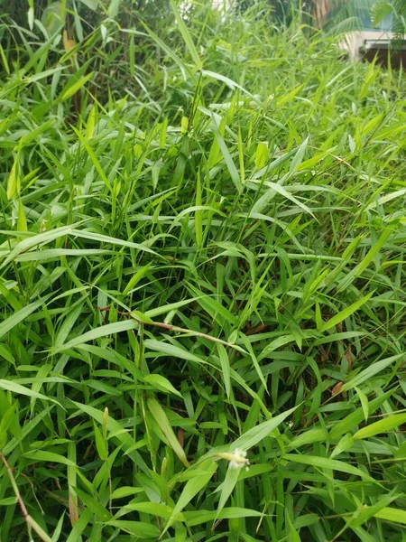 Selvagem Verde Arbusto Cyrtococcum Patens Grama — Fotografia de Stock