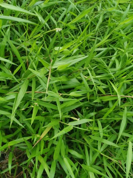 Wild Green Bushy Cyrtococcum Patens Grass — Stock Photo, Image