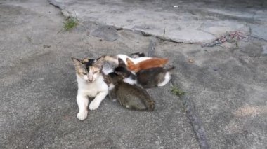 yerli açık hava kedileri yerde dinleniyor.