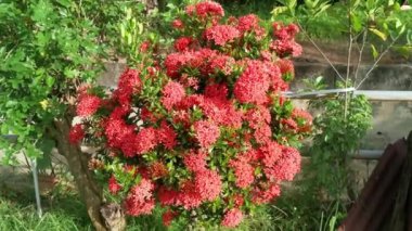 mor renkli ixora chinensis çiçeği