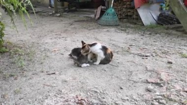 yerli açık hava kedileri yerde dinleniyor.